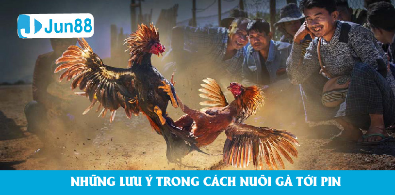 Lưu ý quan trọng trong cách nuôi gà đá tới pin về trọng lượng và dinh dưỡng cho gà