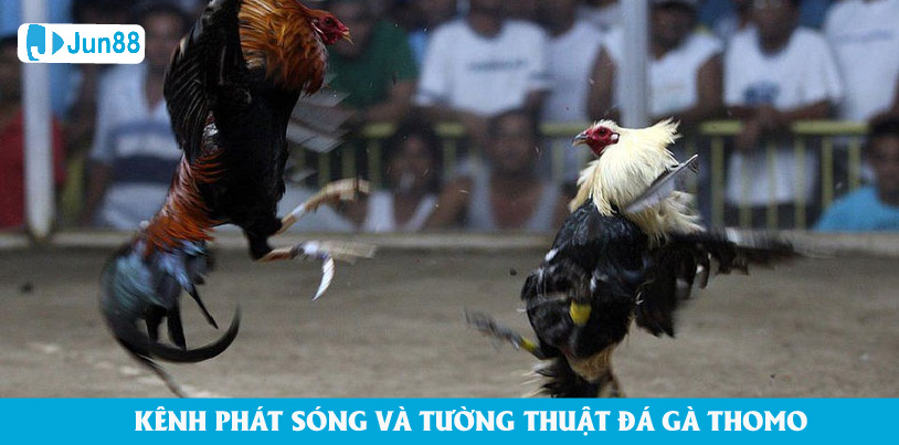 Jun88 – kênh phát sóng và tường thuật đá gà cựa sắt Thomo uy tín